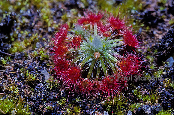 Drosera paleacea (drosère)