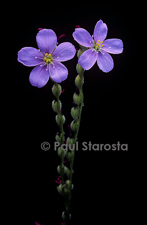 Drosera filiformis (drosère) - fleurs