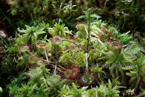Drosera rotundifolia (rossolis)