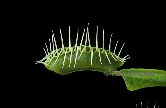 Dionaea muscipula (dionée) - piège refermé