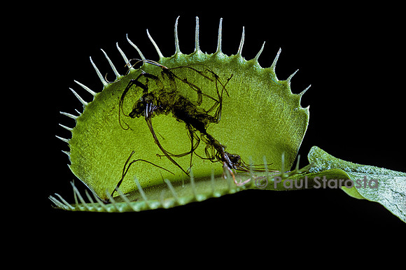 Dionaea muscipula (dionée) - piège ouvert après digestion