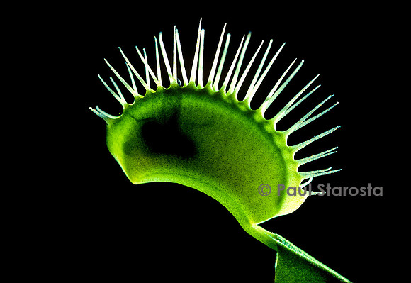 Dionaea muscipula (dionée) - piège refermé