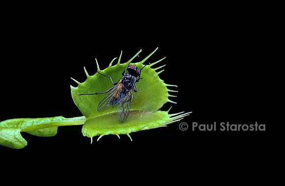 Dionaea muscipula (dionée) - piège