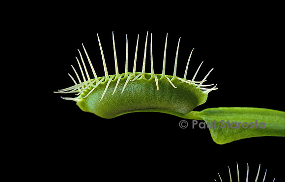 Dionaea muscipula (dionée) - piège refermé