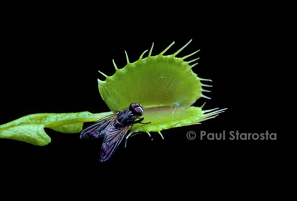 Dionaea muscipula (dionée) - piège