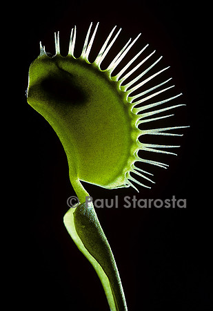 Dionaea muscipula (dionée) - piège