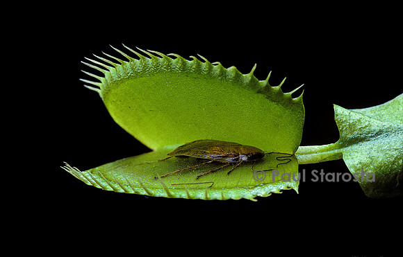 Dionaea muscipula (dionée) - piège ouvert après digestion