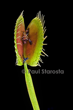 Dionaea muscipula (dionée) - piège ouvert après digestion