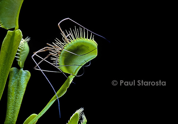Dionaea muscipula (dionée) - piège refermé
