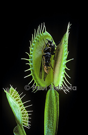 Dionaea muscipula (dionée) - piège ouvert après digestion