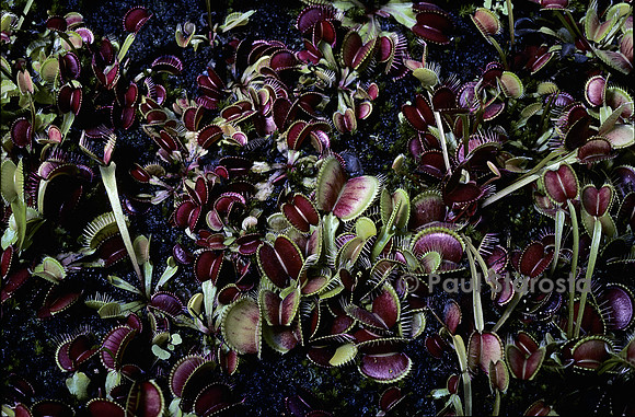 Dionaea muscipula (dionée)