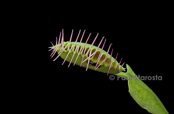 Dionaea muscipula (dionée) - piège refermé