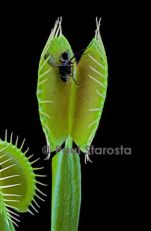 Dionaea muscipula (dionée) - piège ouvert après digestion