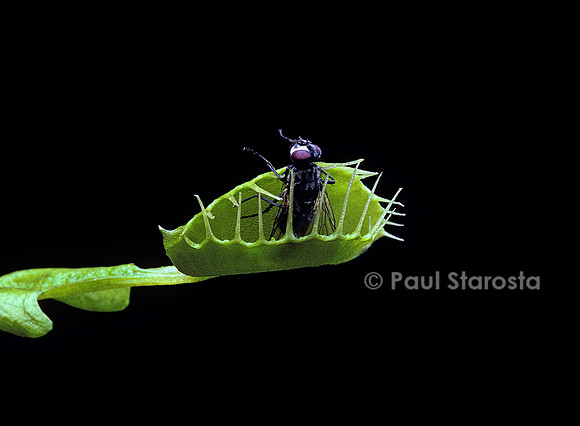 Dionaea muscipula (dionée) - piège refermé