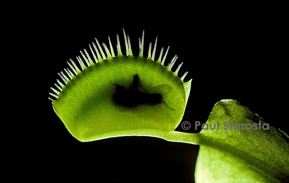 Dionaea muscipula (dionée) - piège refermé