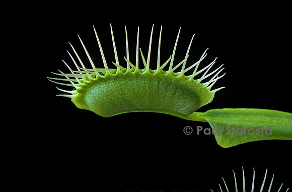 Dionaea muscipula (dionée) - piège refermé