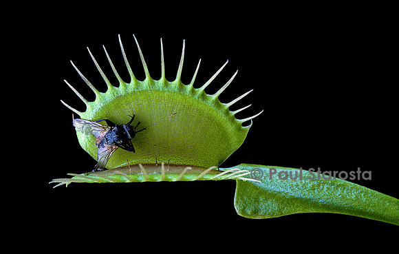 Dionaea muscipula (dionée) - piège ouvert après digestion