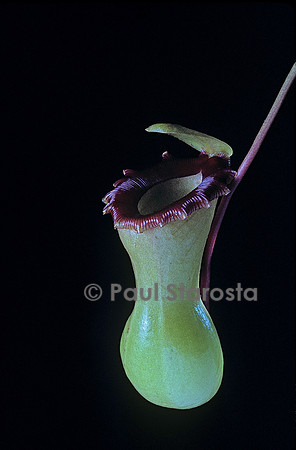 Nepenthes ventricosa (népenthès)