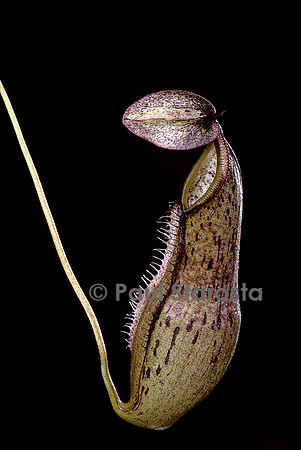 Nepenthes rhombicaulis