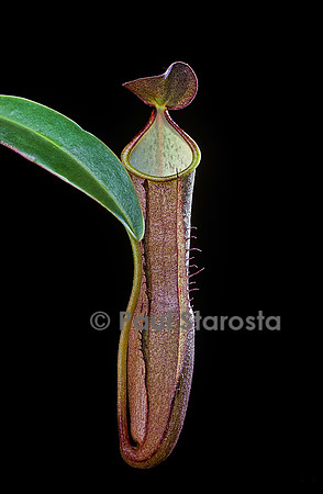 Nepenthes ramispina (népenthès)