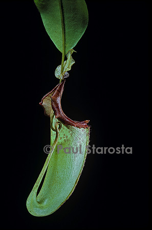 Nepenthes maxima (népenthès)