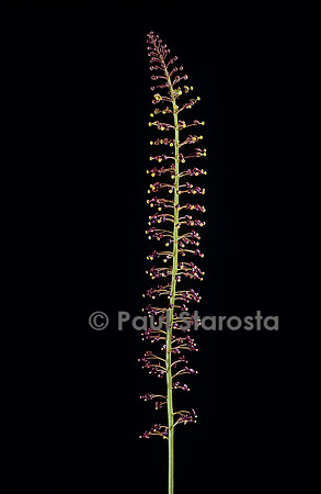 Nepenthes X mixta (népenthès) - fleurs mâles