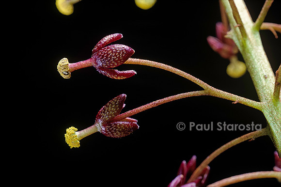 Nepenthes X mixta (népenthès) - fleurs mâles