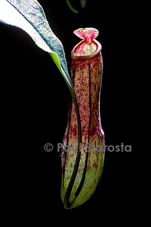 Nepenthes mirabilis (népenthès)
