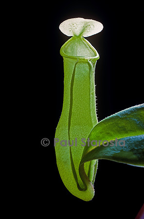 Nepenthes khasiana (népenthès)