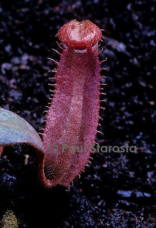Nepenthes albomarginata ‘Rouge’ (népenthès)