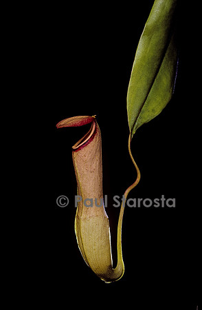 Nepenthes sp. (népenthès)