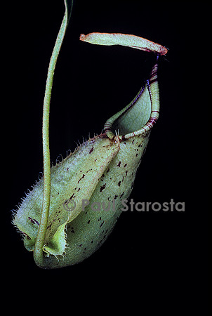 Nepenthes rafflesiana (népenthès)