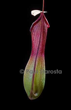 Nepenthes X ventrata (népenthès)