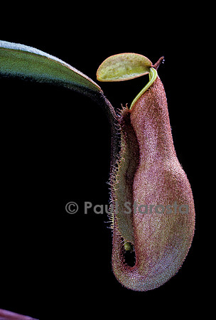 Nepenthes vieillardii (népenthès)