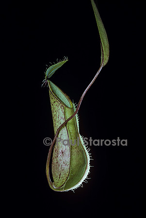 Nepenthes tentaculata (népenthès)