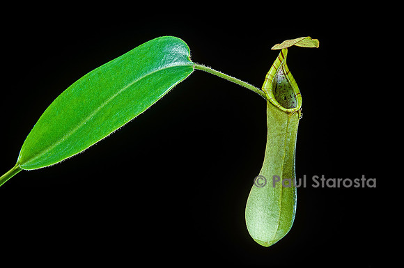 Nepenthes truncata (népenthès)