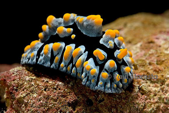 Phyllidia coelestis (nudibranche)