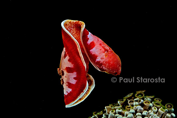 Hexabranchus sanguineus (danseuse espagnole)