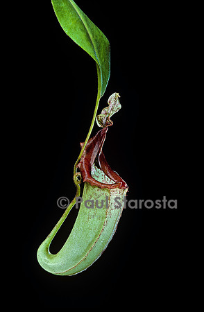 Nepenthes maxima (népenthès)