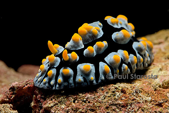 Phyllidia coelestis (nudibranche)