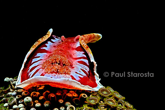 Hexabranchus sanguineus (danseuse espagnole)