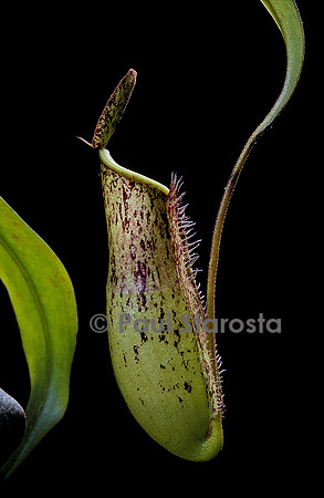 Nepenthes X trichocarpa (népenthès)