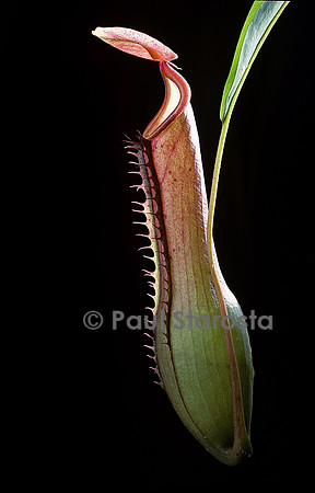 Nepenthes alata
