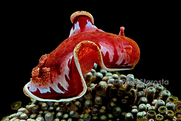 Hexabranchus sanguineus (danseuse espagnole)