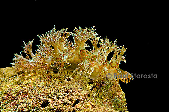 Marionopsis sp. (nudibranche)