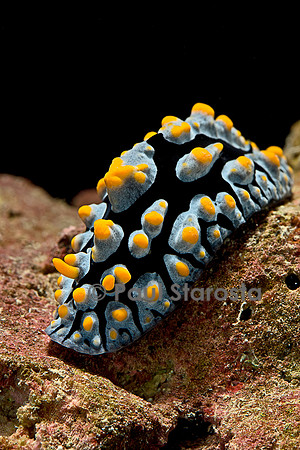 Phyllidia coelestis (nudibranche)