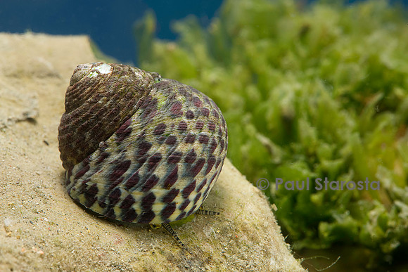 Monodonta turbinata (gibbule commune)