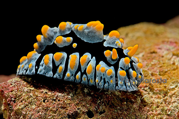 Phyllidia coelestis (nudibranche)