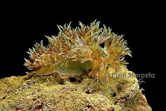 Marionopsis sp. (nudibranche)
