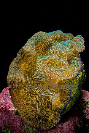 Tridacna derasa (bénitier)
